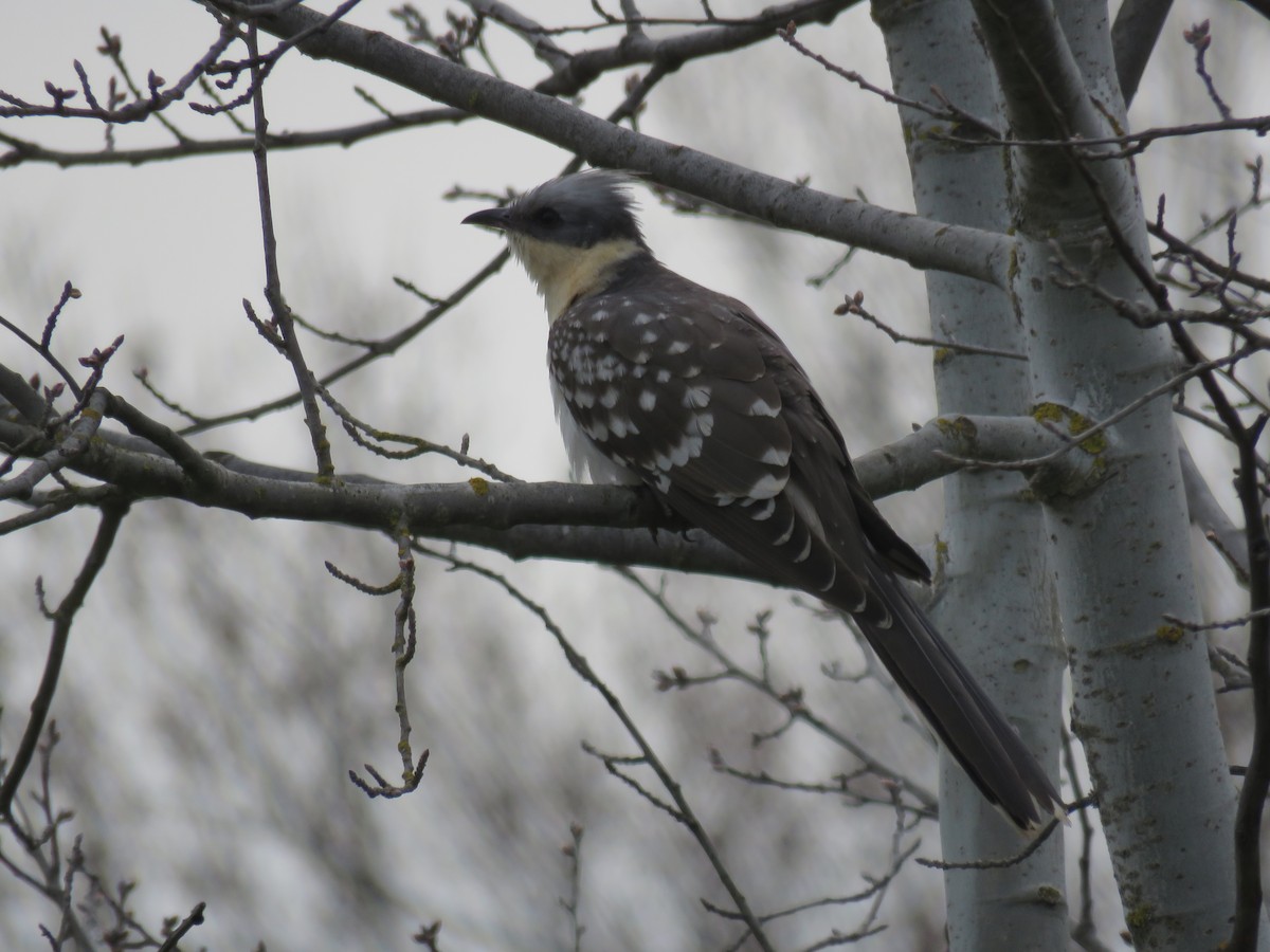 Great Spotted Cuckoo - ML615168918