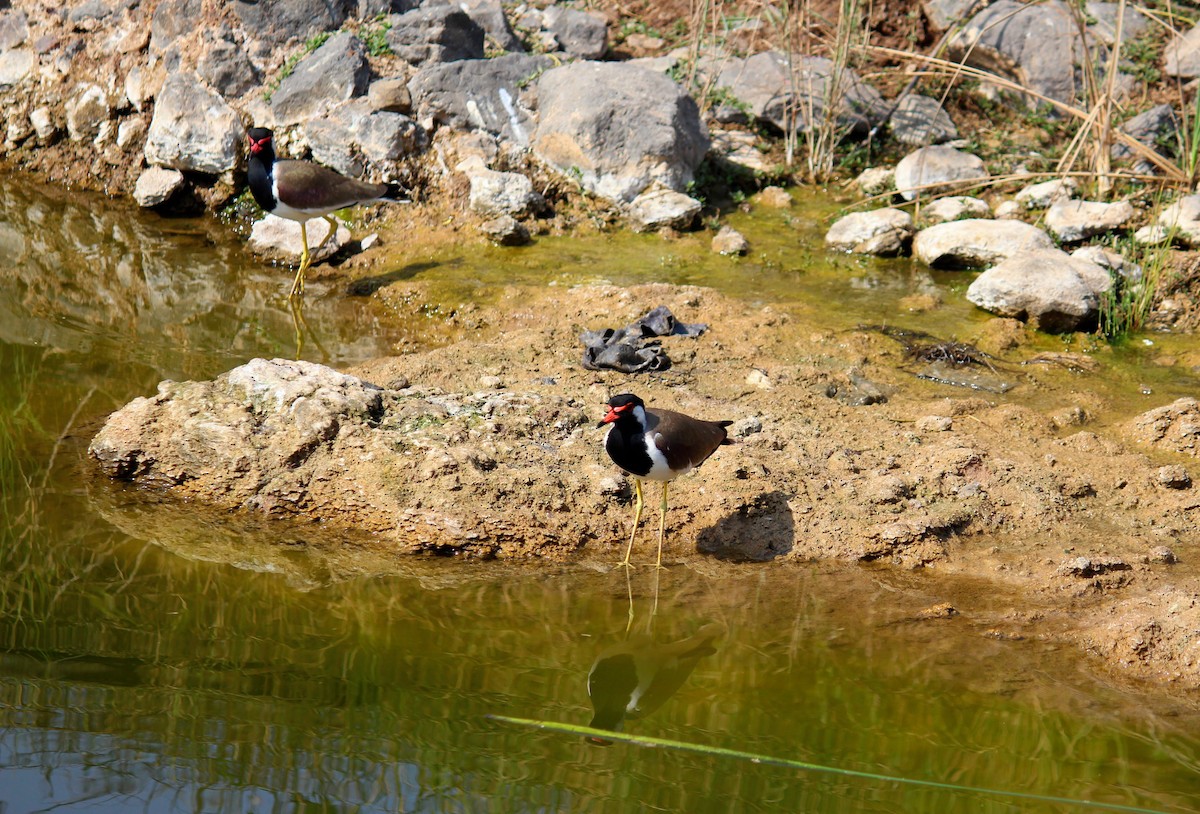 Red-wattled Lapwing - ML615168919