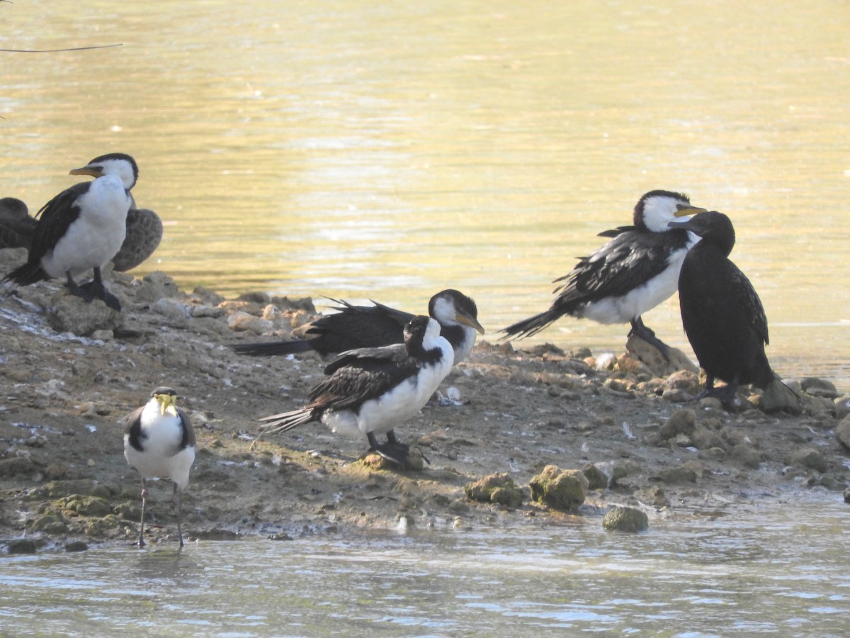 Little Pied Cormorant - ML615168962