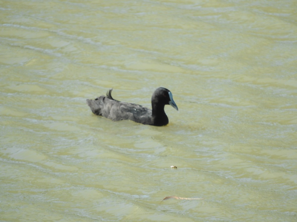 Eurasian Coot - Archer Callaway