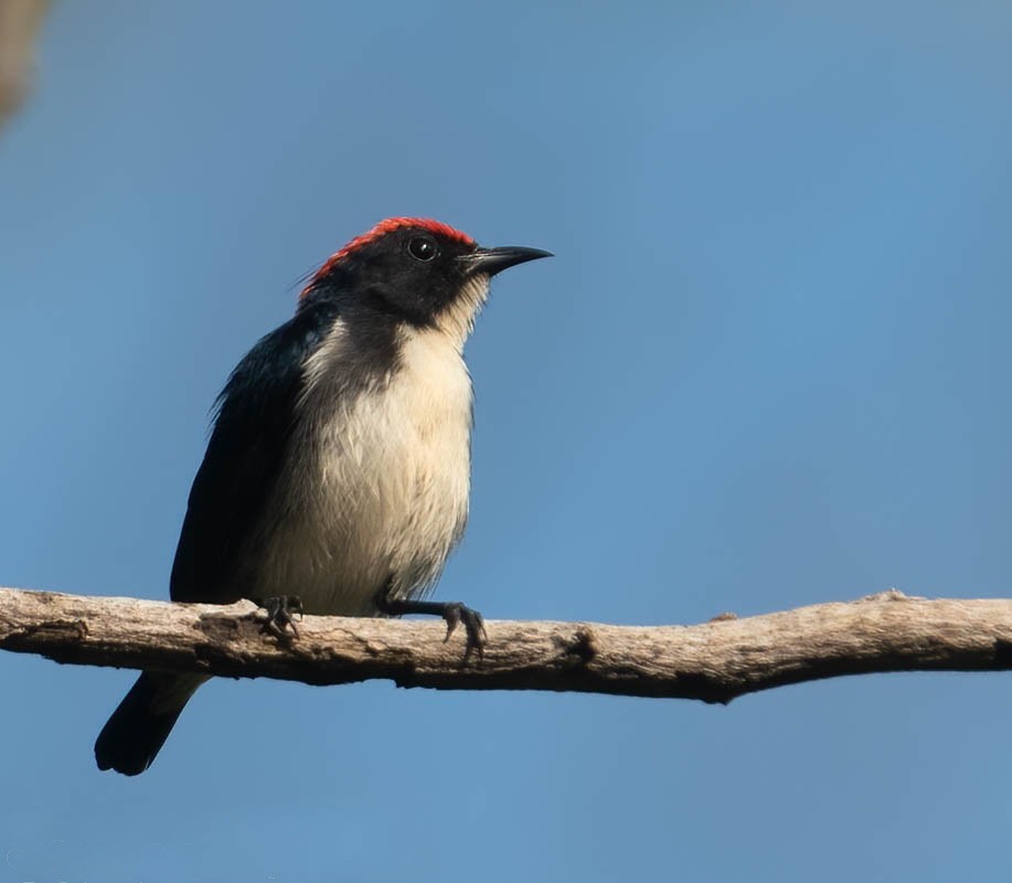 Scarlet-backed Flowerpecker - ML615168979