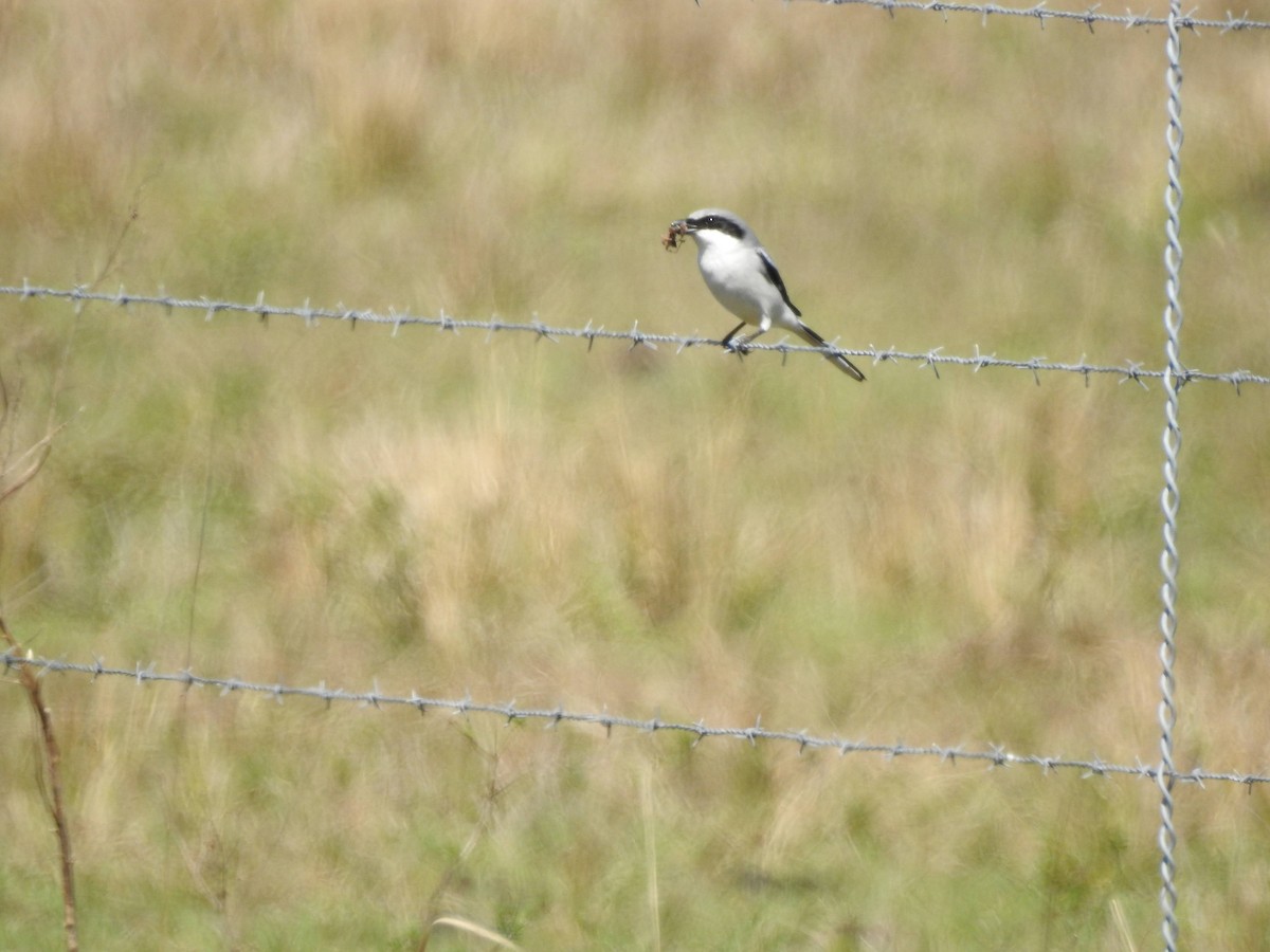 Loggerhead Shrike - ML615168995