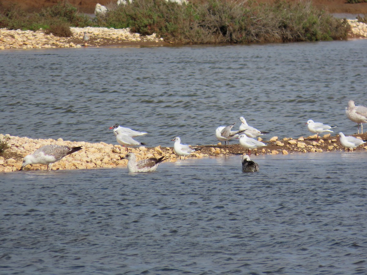 Mediterranean Gull - ML615169003