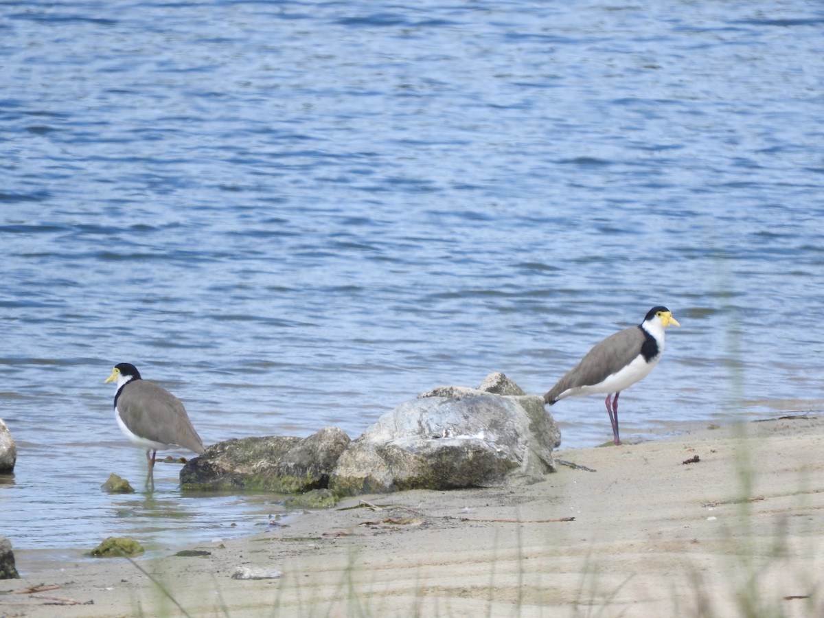 Masked Lapwing - ML615169010