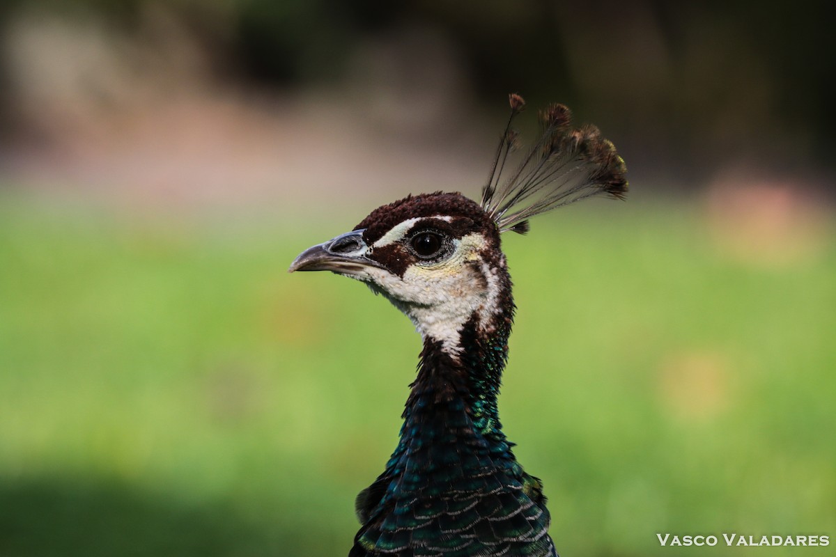 Indian Peafowl (Domestic type) - ML615169222