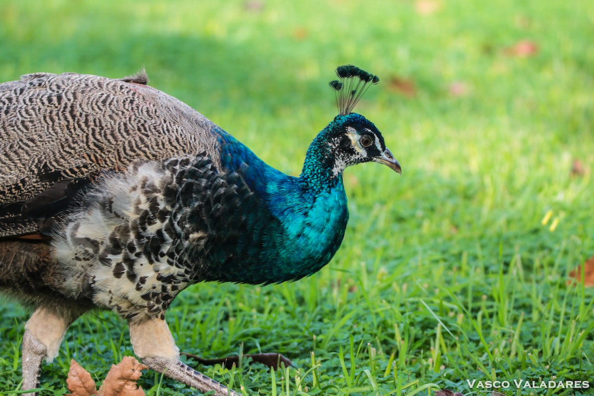 Indian Peafowl (Domestic type) - ML615169223