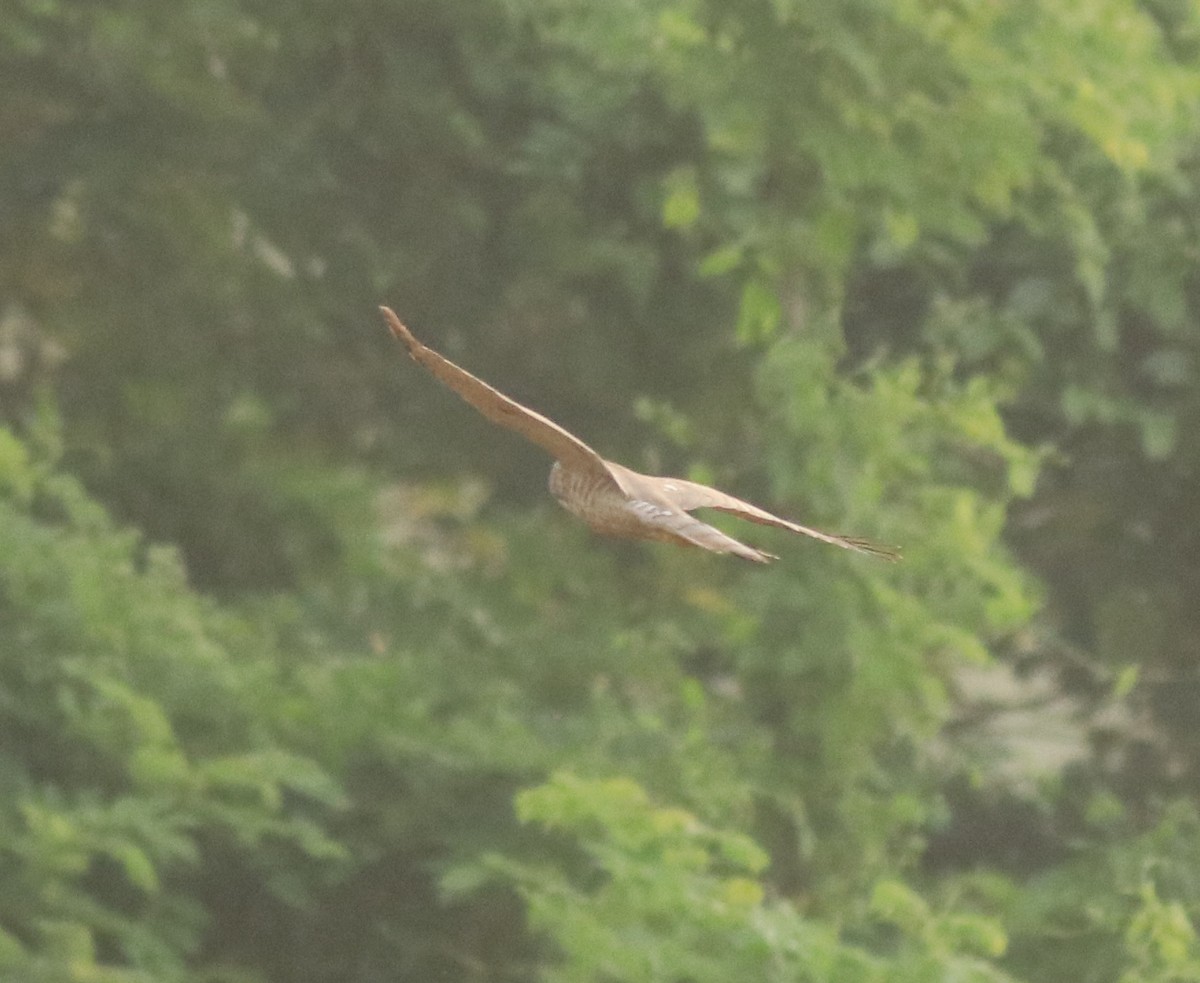 Accipiter sp. - Afsar Nayakkan