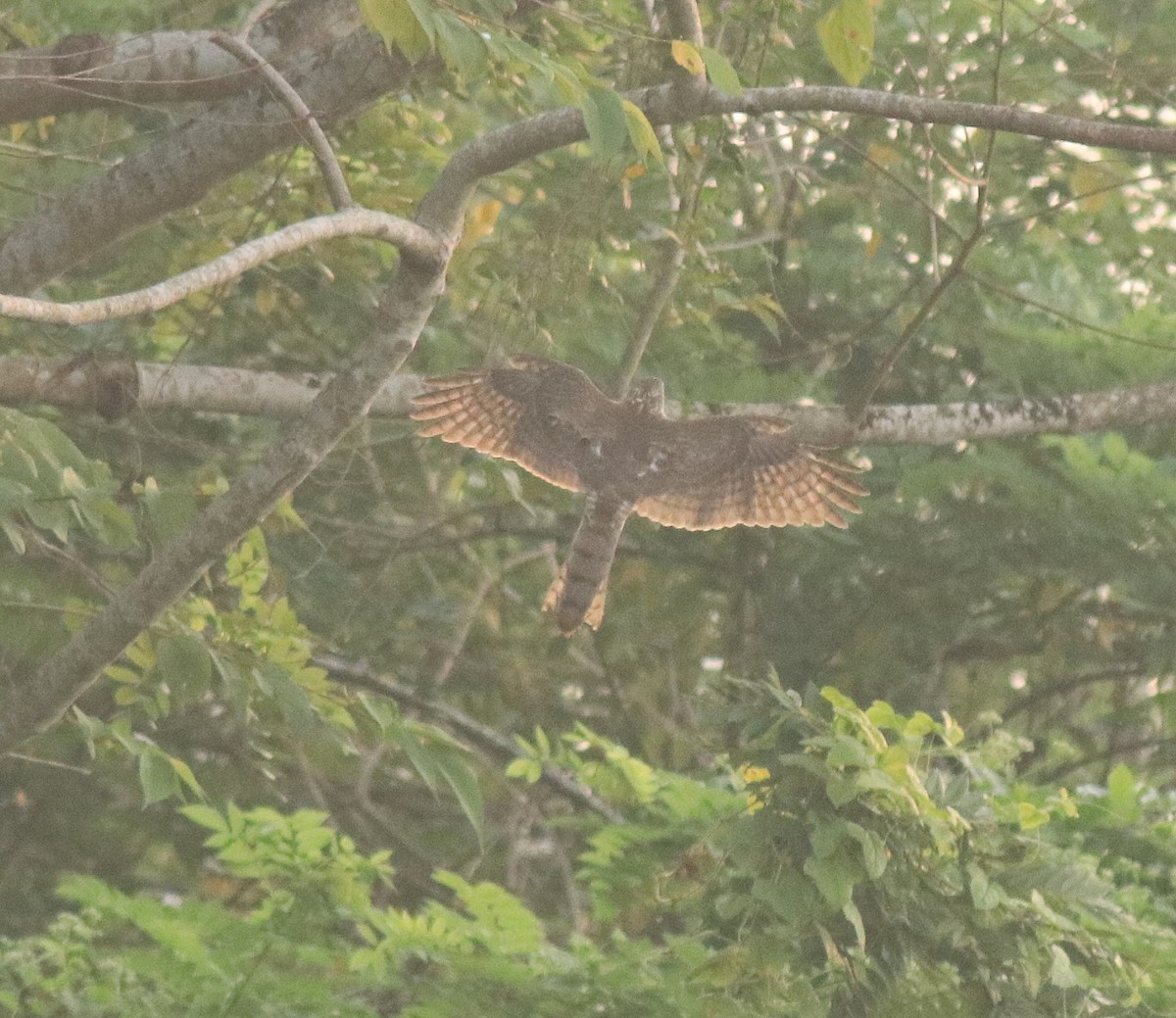 Accipiter sp. - Afsar Nayakkan