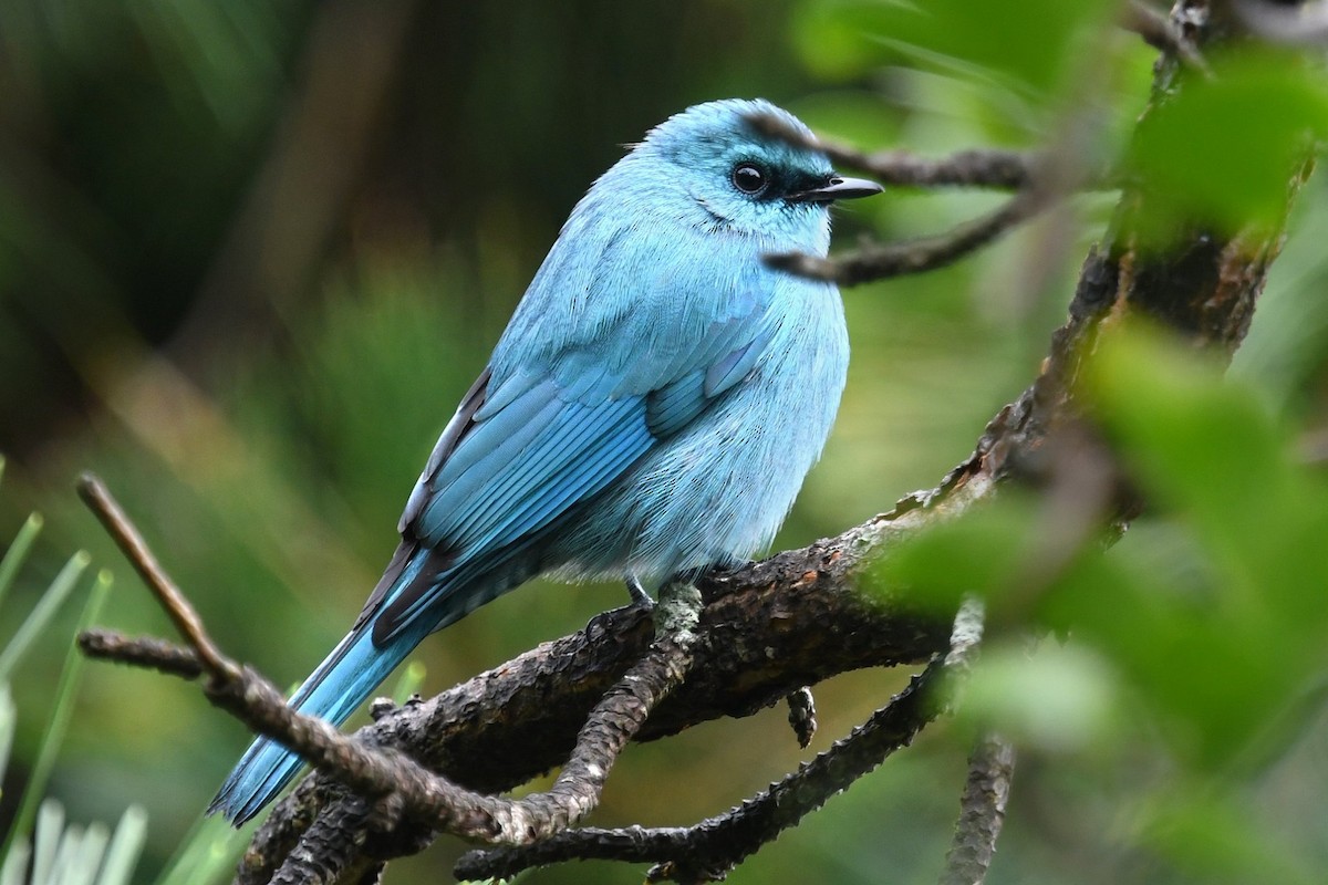 Verditer Flycatcher - Shanda Huang