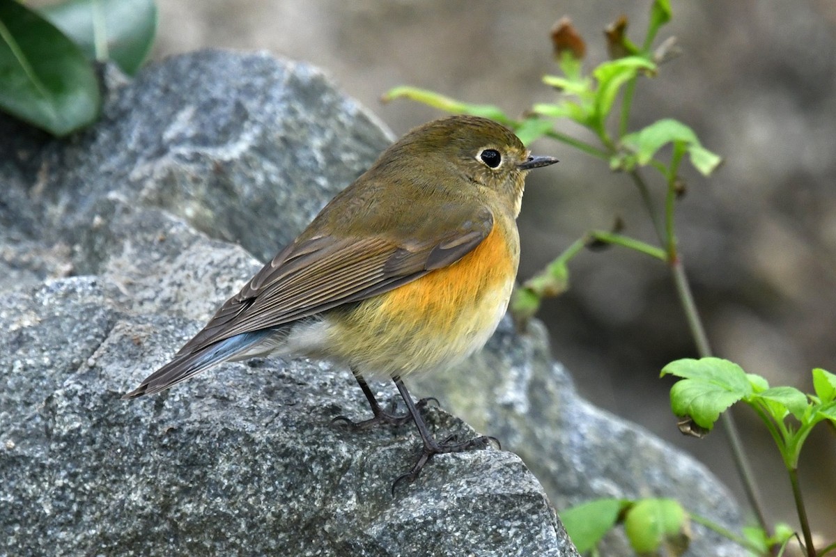 Red-flanked Bluetail - Shanda Huang