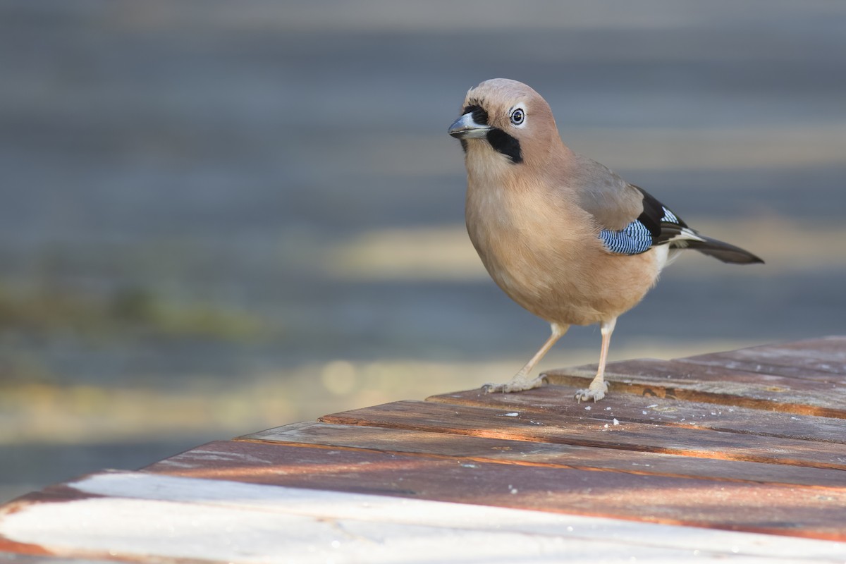 Eurasian Jay - ML615169601