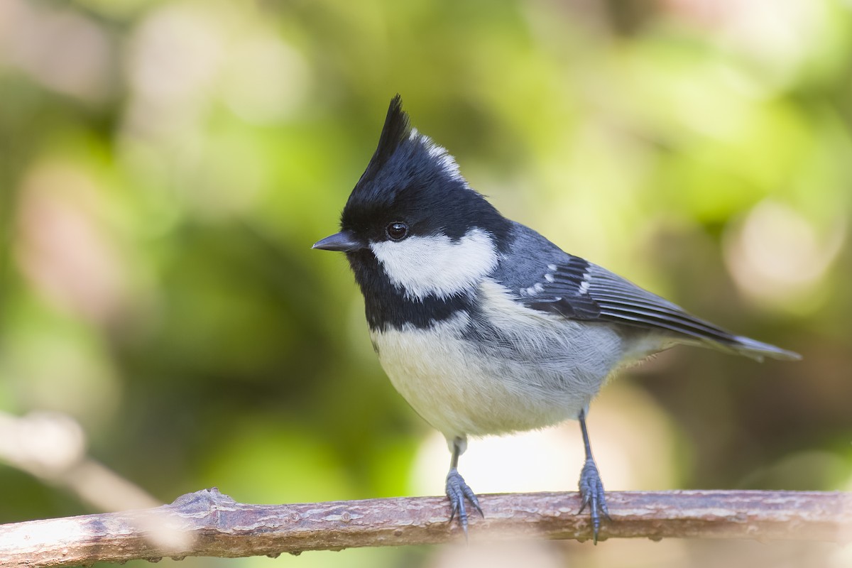 Coal Tit - ML615169628