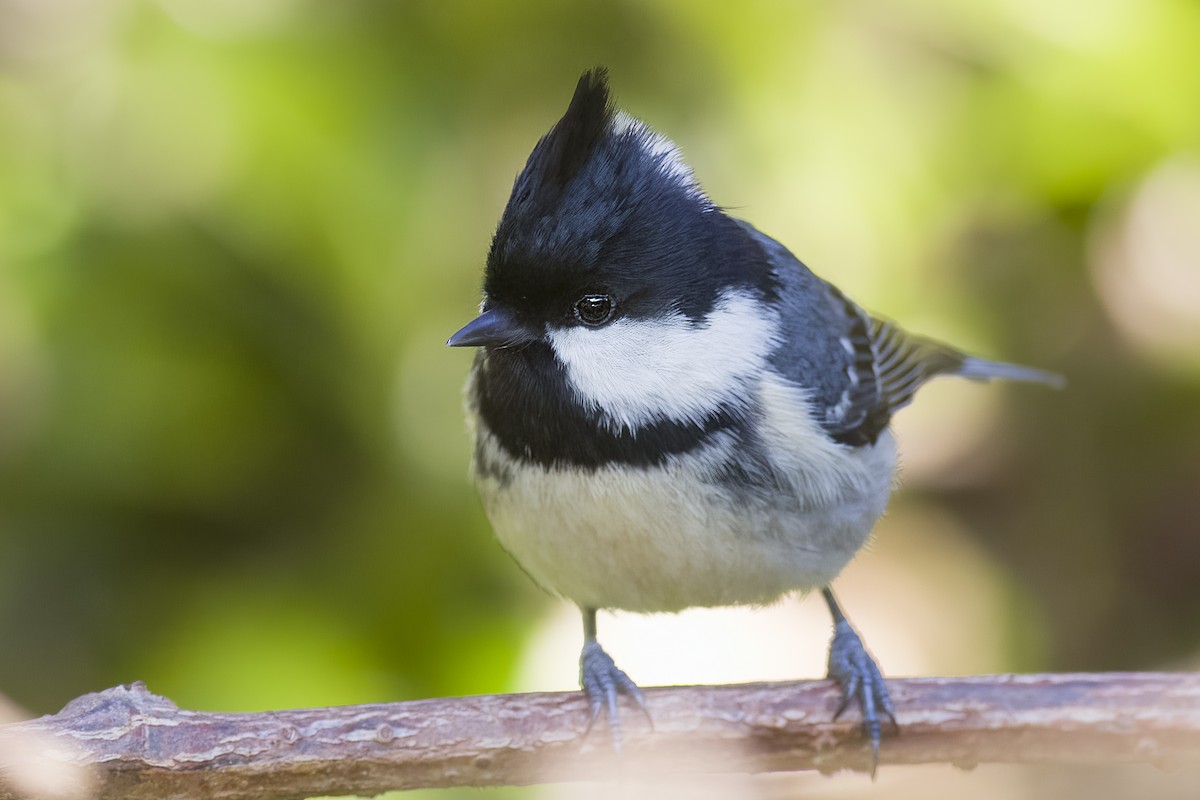 Coal Tit - ML615169630