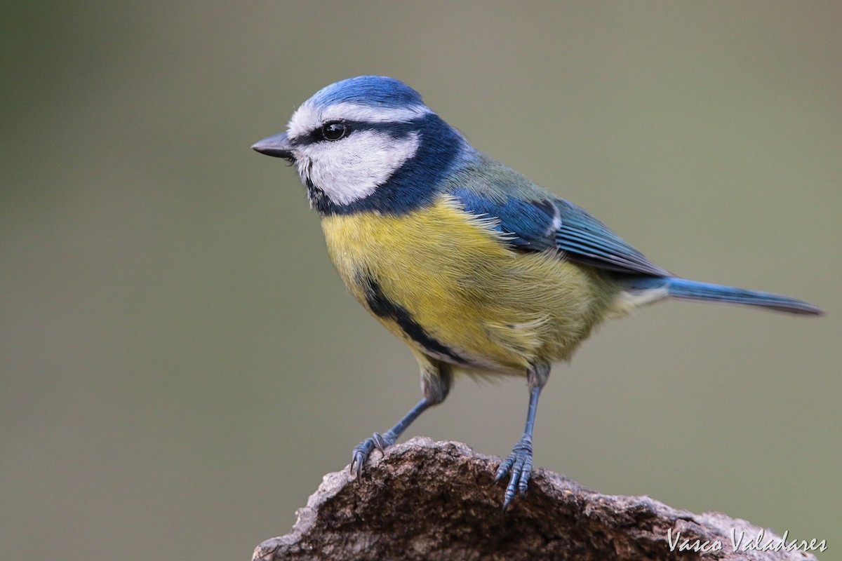 Eurasian Blue Tit - ML615169695