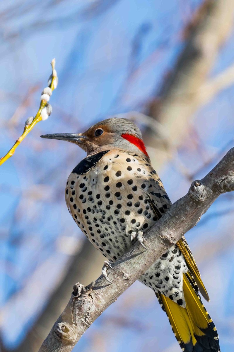 Northern Flicker - Frank King