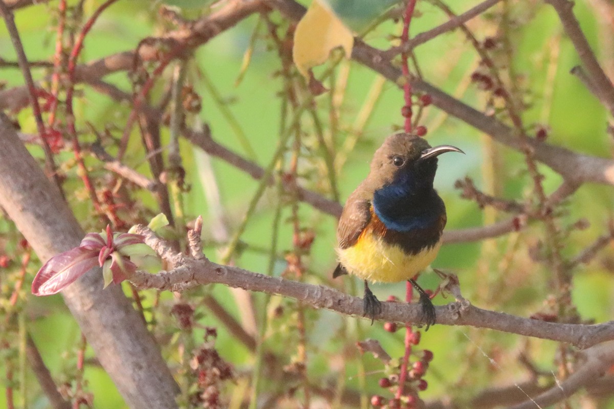 Ornate Sunbird - Laurie Gardner