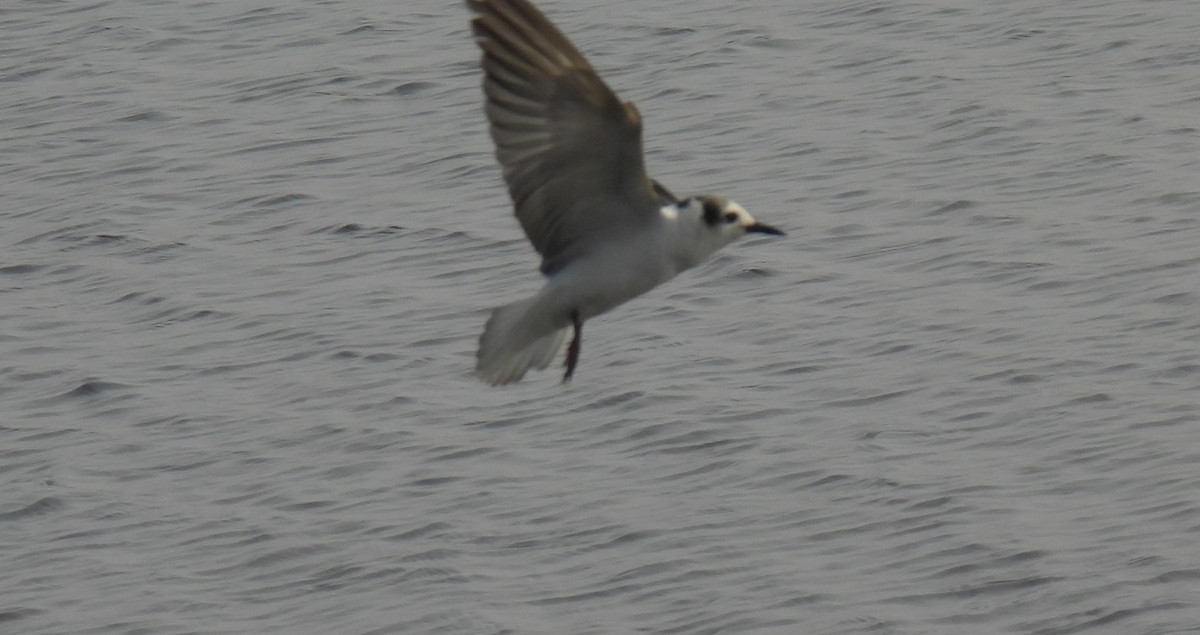 White-winged Tern - ML615169758