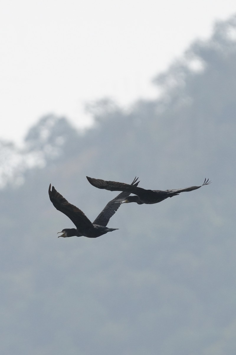 Great Cormorant - Jaswanth Royal