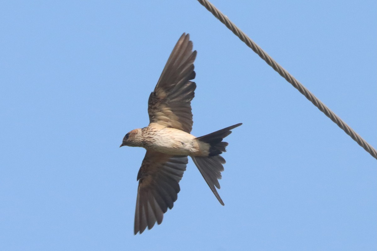 Golondrina Dáurica - ML615169794