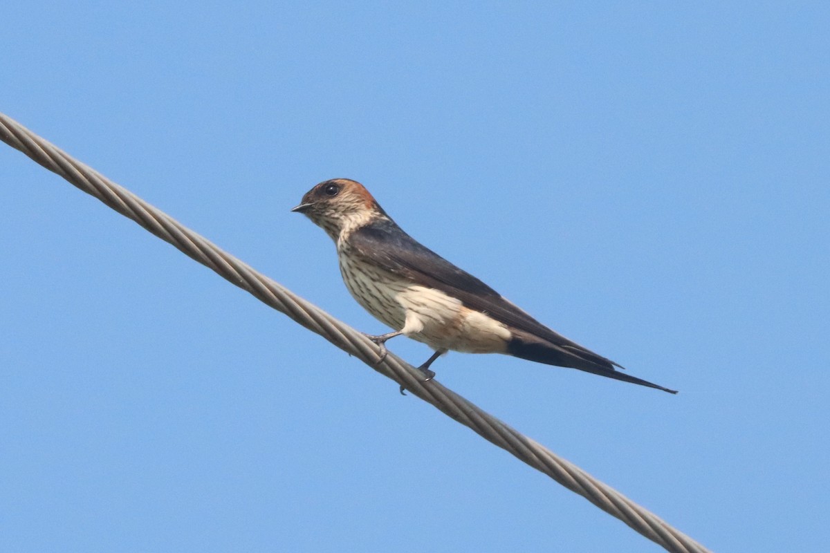 Red-rumped Swallow - Laurie Gardner