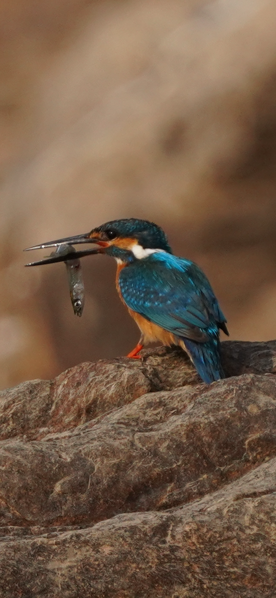 Common Kingfisher - Jaswanth Royal