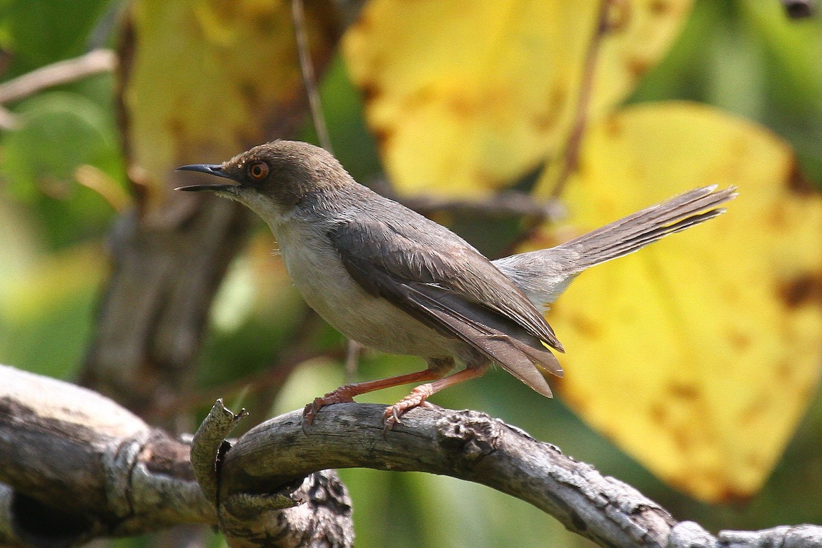 Brown-headed Apalis - ML615169816