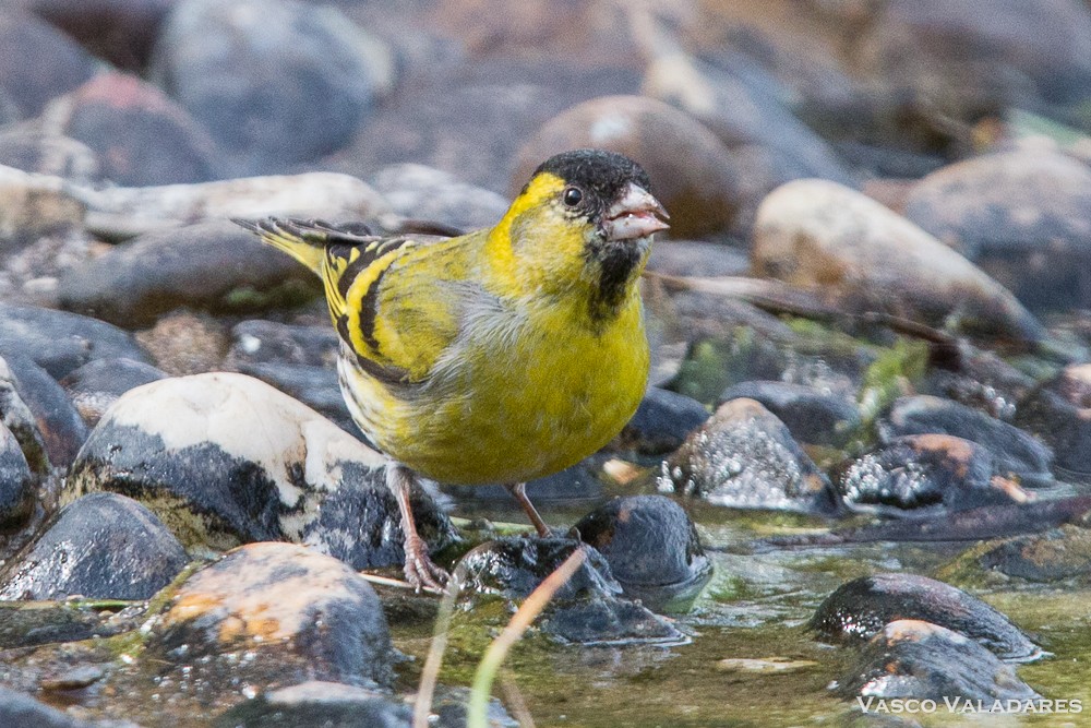 Eurasian Siskin - ML615169826