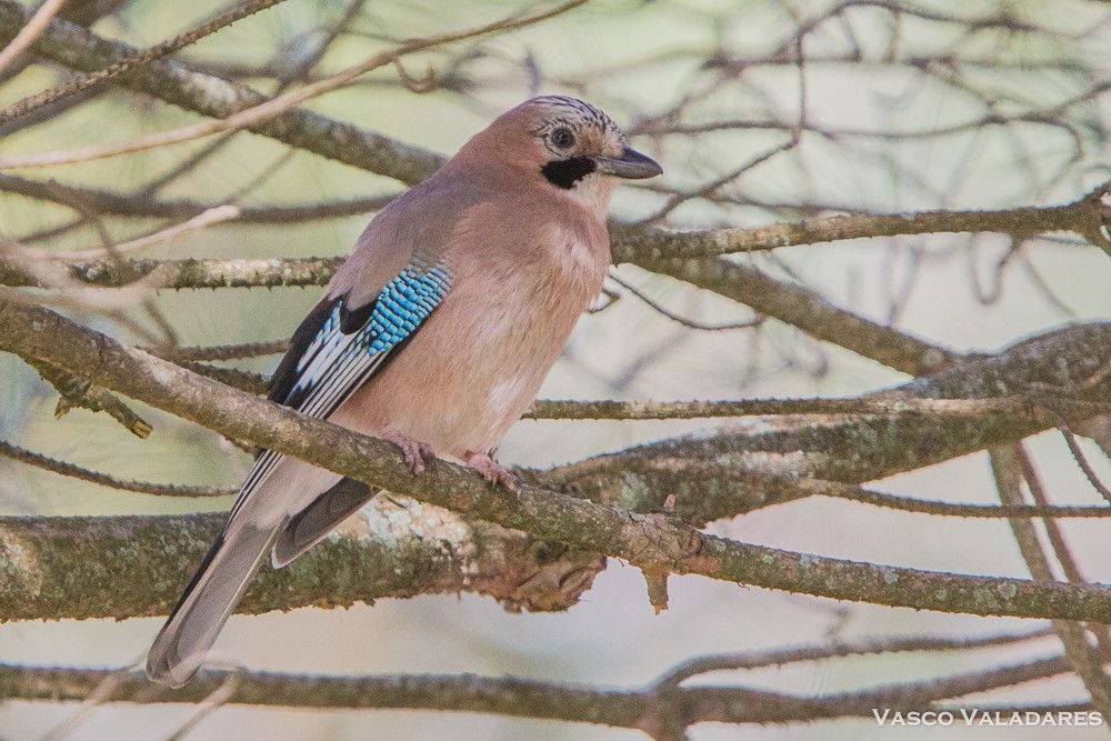 Eurasian Jay - Vasco Valadares