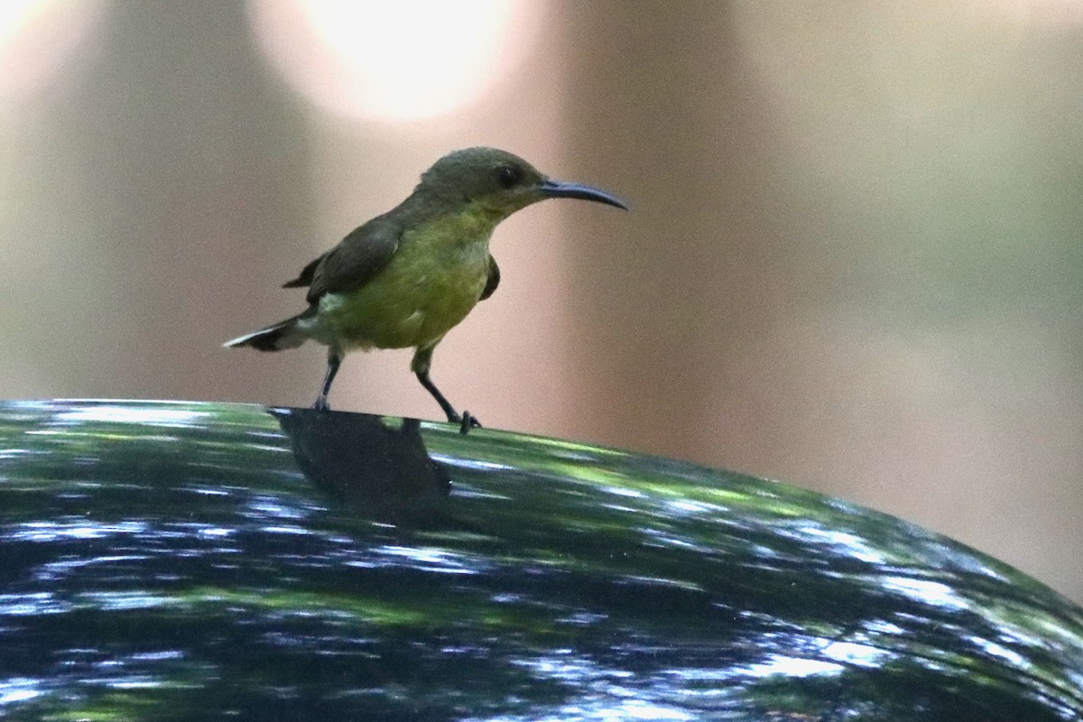 Ornate Sunbird - Laurie Gardner