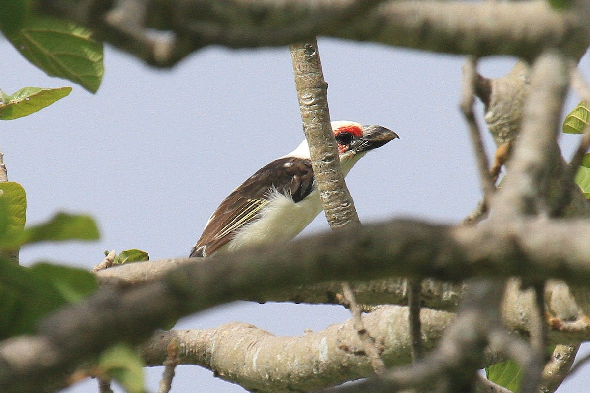 Chaplin's Barbet - ML615169839