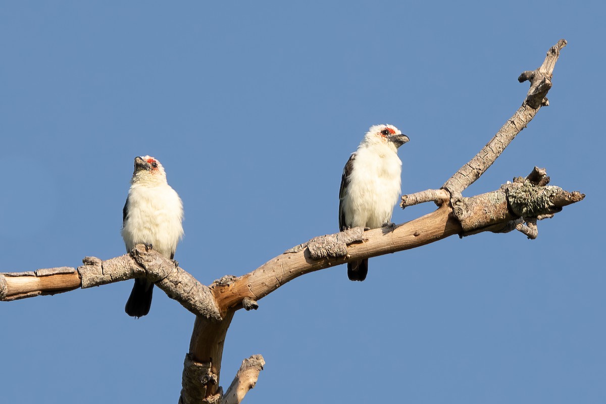 Chaplin's Barbet - Daniel Danckwerts (Rockjumper Birding Tours)