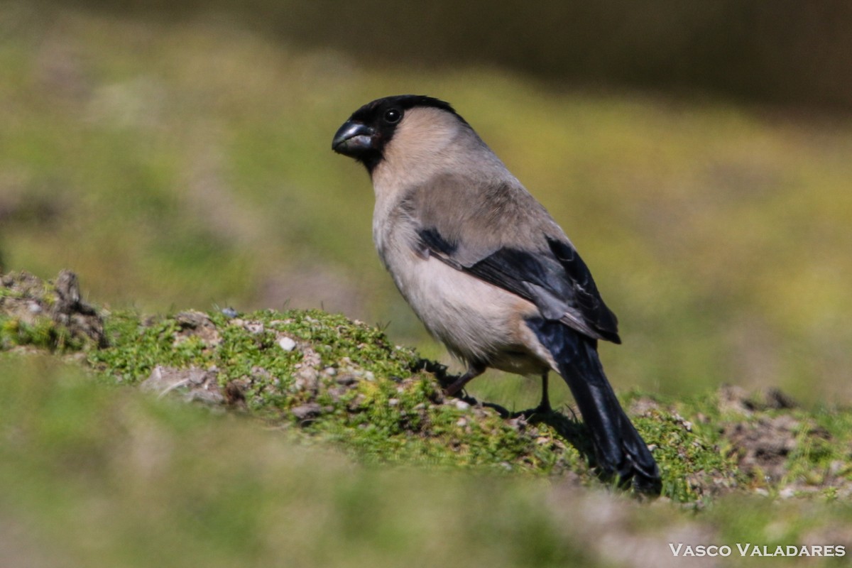 Azores Bullfinch - Vasco Valadares