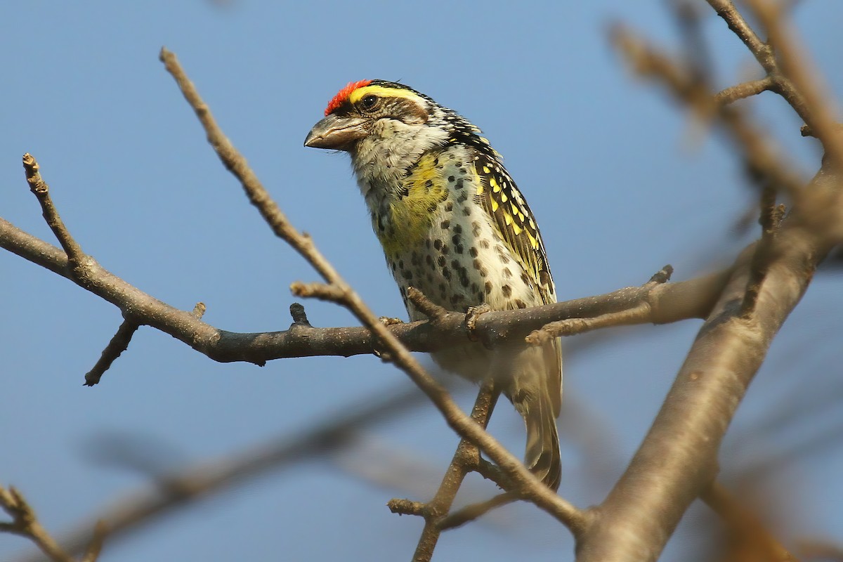 Miombo Barbet - ML615169872