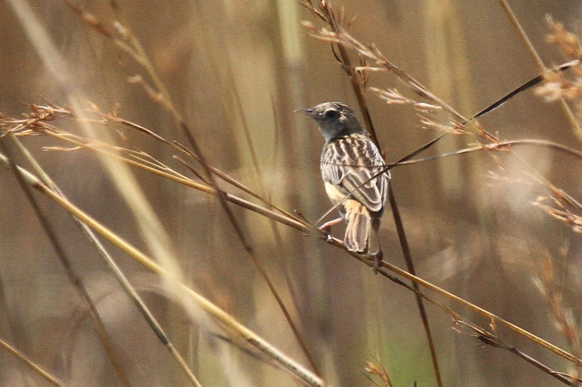 Cloud-scraping Cisticola - ML615169939