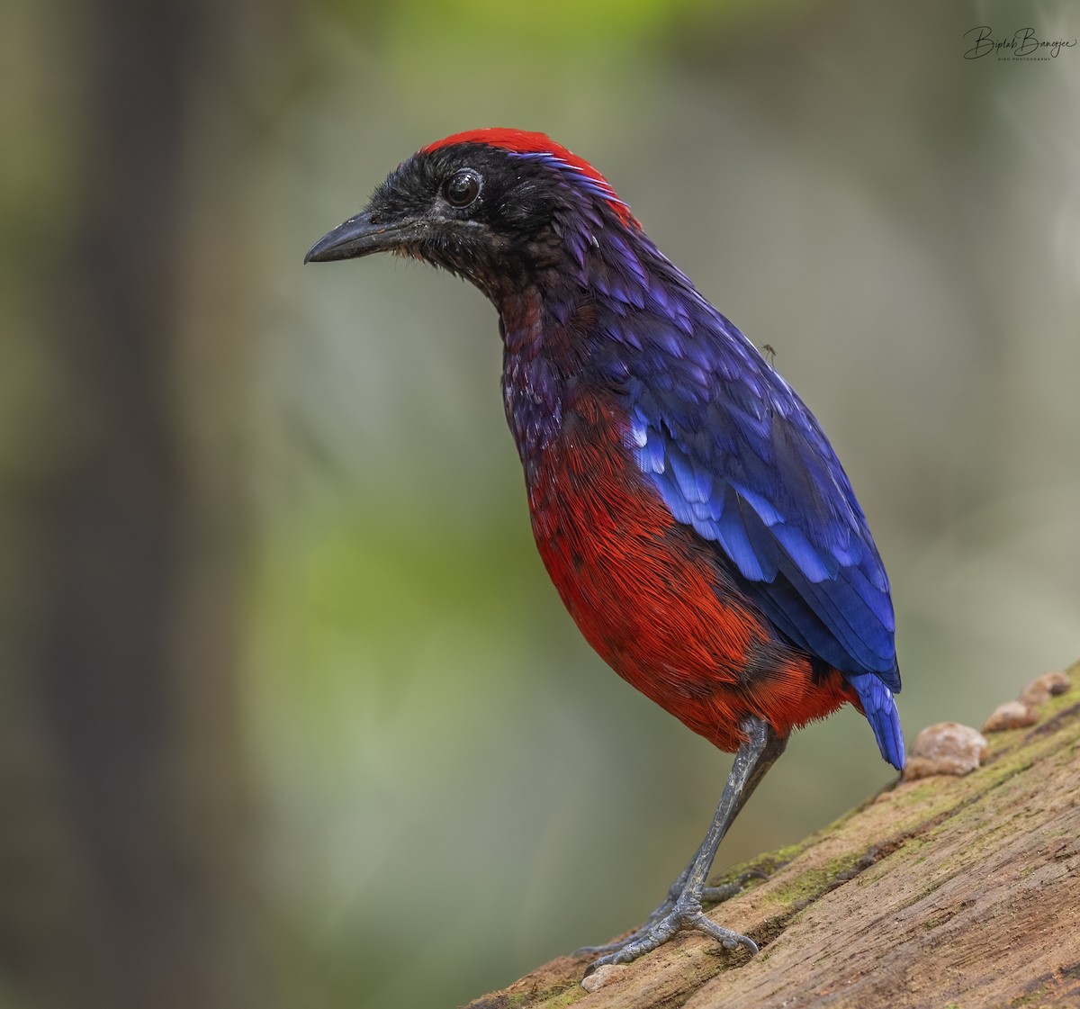 Garnet Pitta - BIPLAB BANERJEE