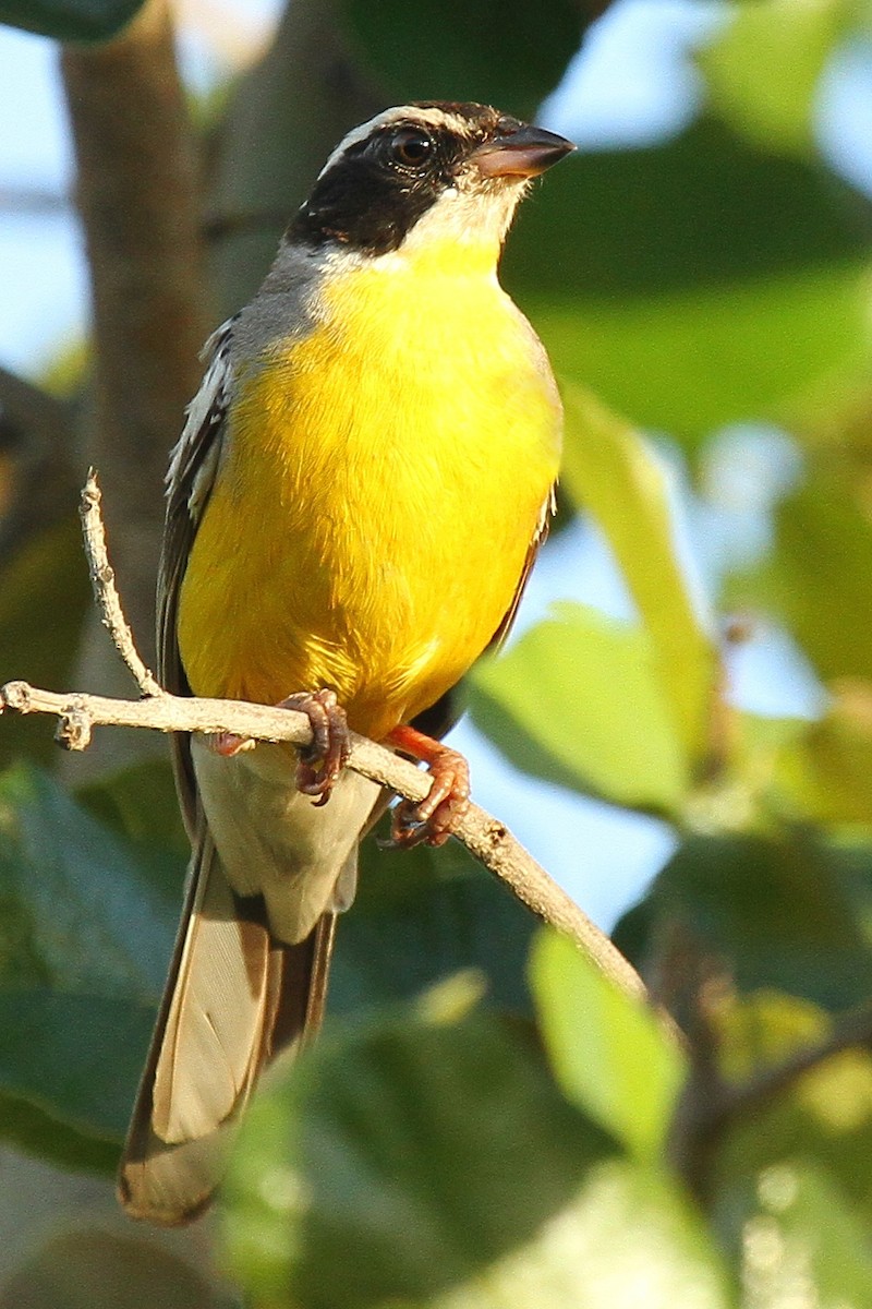 Bruant de Cabanis (orientalis) - ML615170015