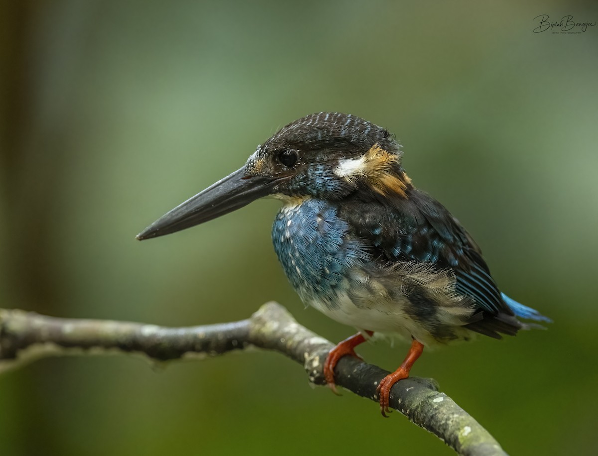 Malaysian Blue-banded Kingfisher - BIPLAB BANERJEE