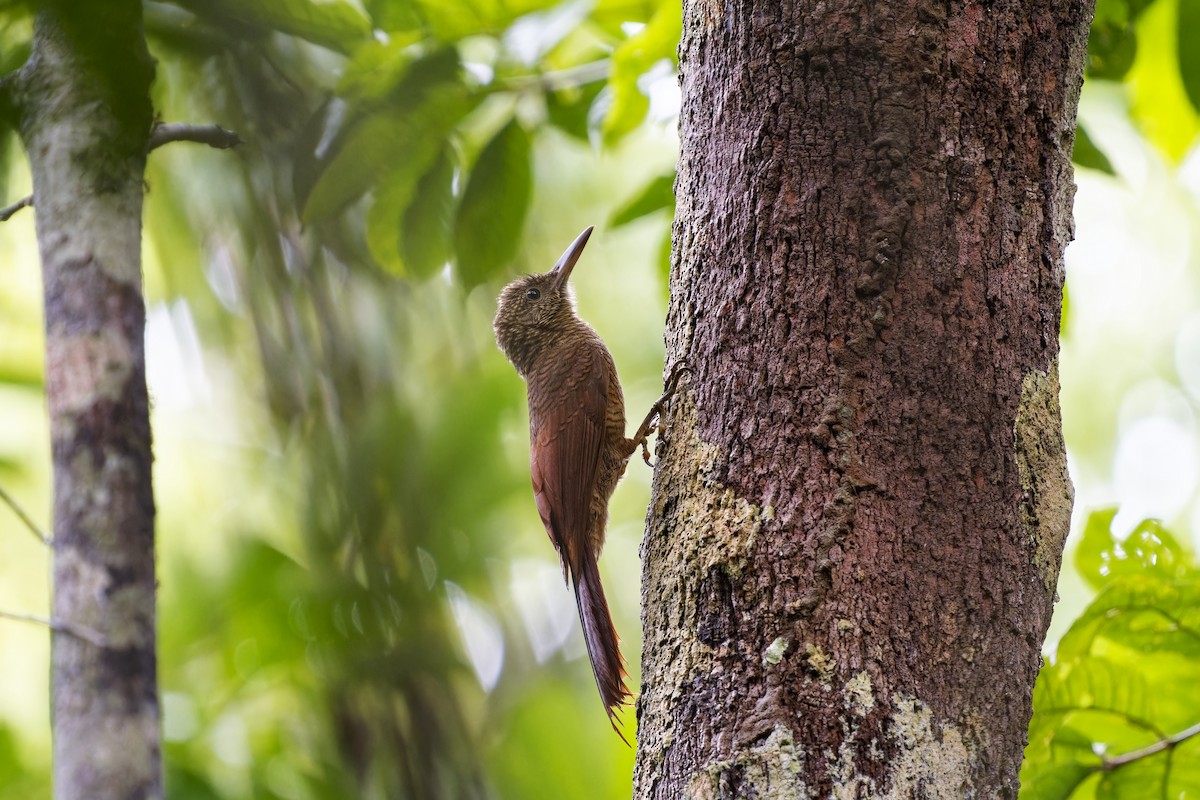 Amazonian Barred-Woodcreeper (Napo) - Holger Teichmann