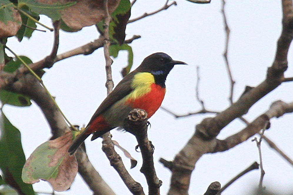 Anchieta's Sunbird - ML615170141