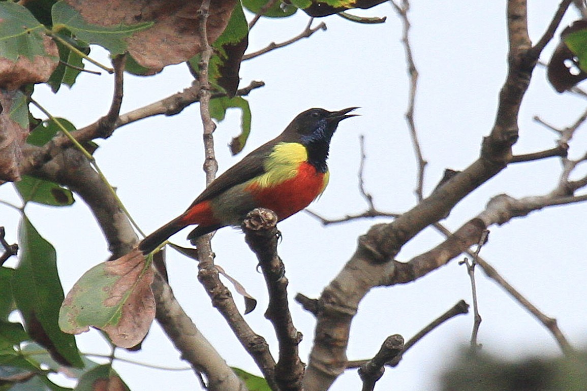 Anchieta's Sunbird - ML615170142