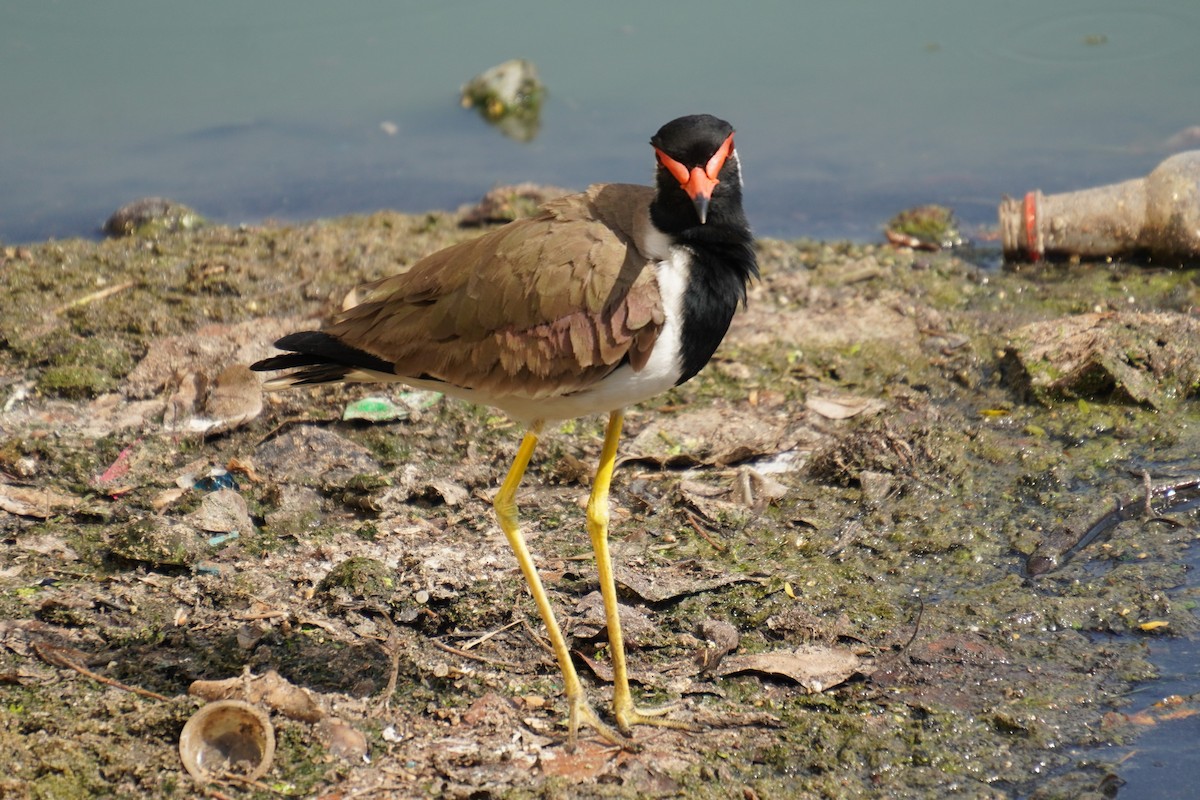 Red-wattled Lapwing - ML615170152