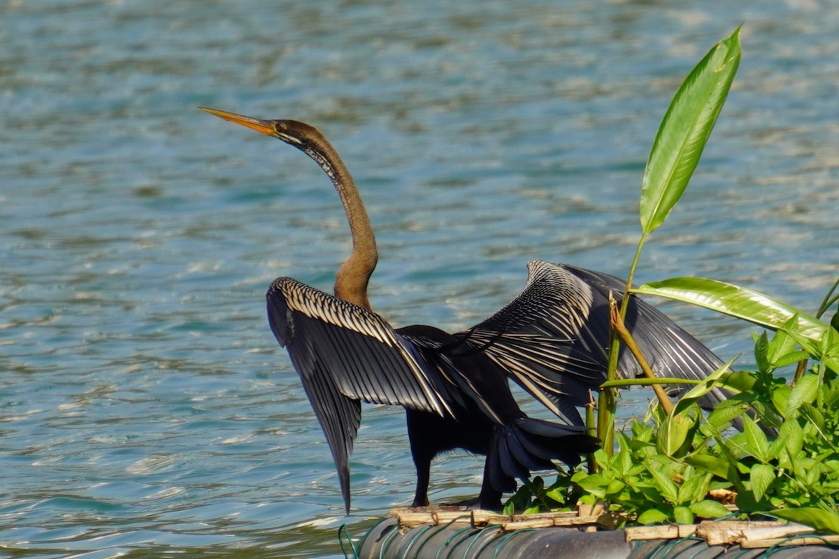 anhinga indomalajská - ML615170157