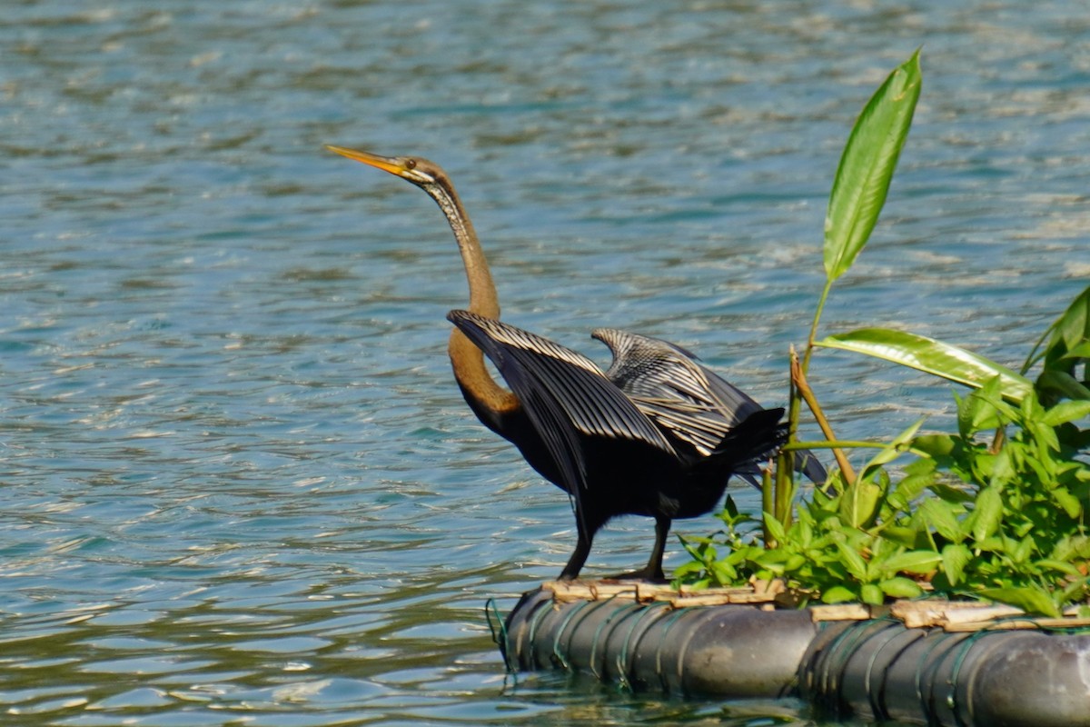 Orient-Schlangenhalsvogel - ML615170158