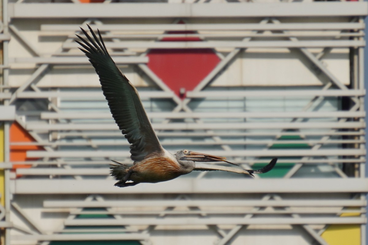 Spot-billed Pelican - ML615170191