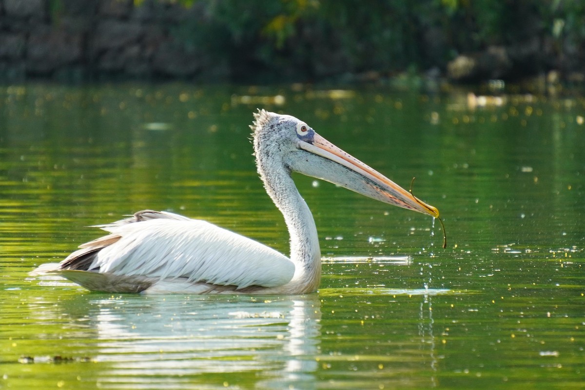 Spot-billed Pelican - ML615170192