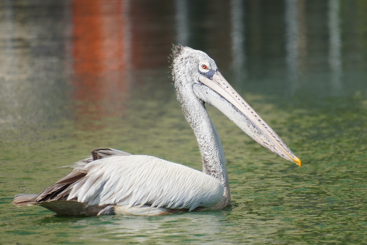 pelikán skvrnozobý - ML615170195