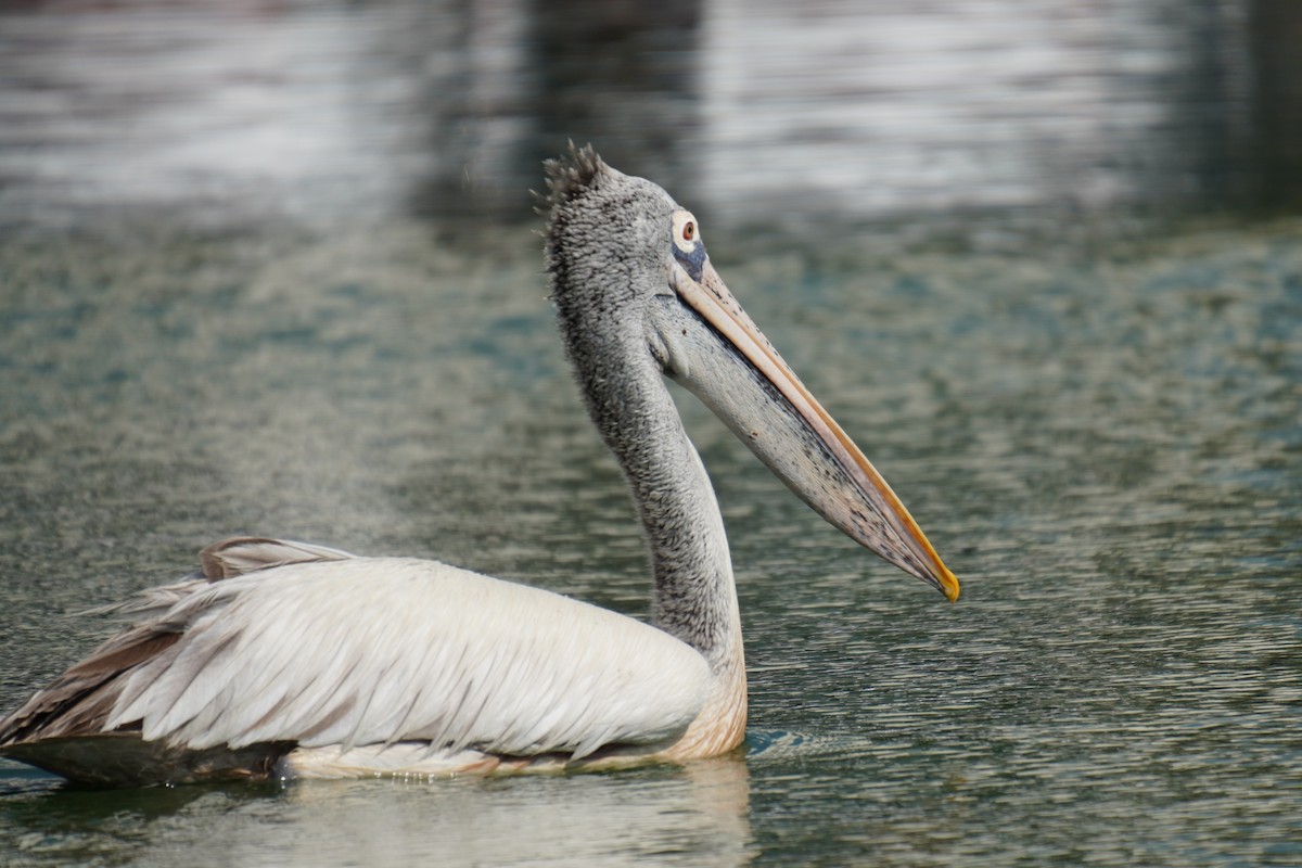 Spot-billed Pelican - ML615170196