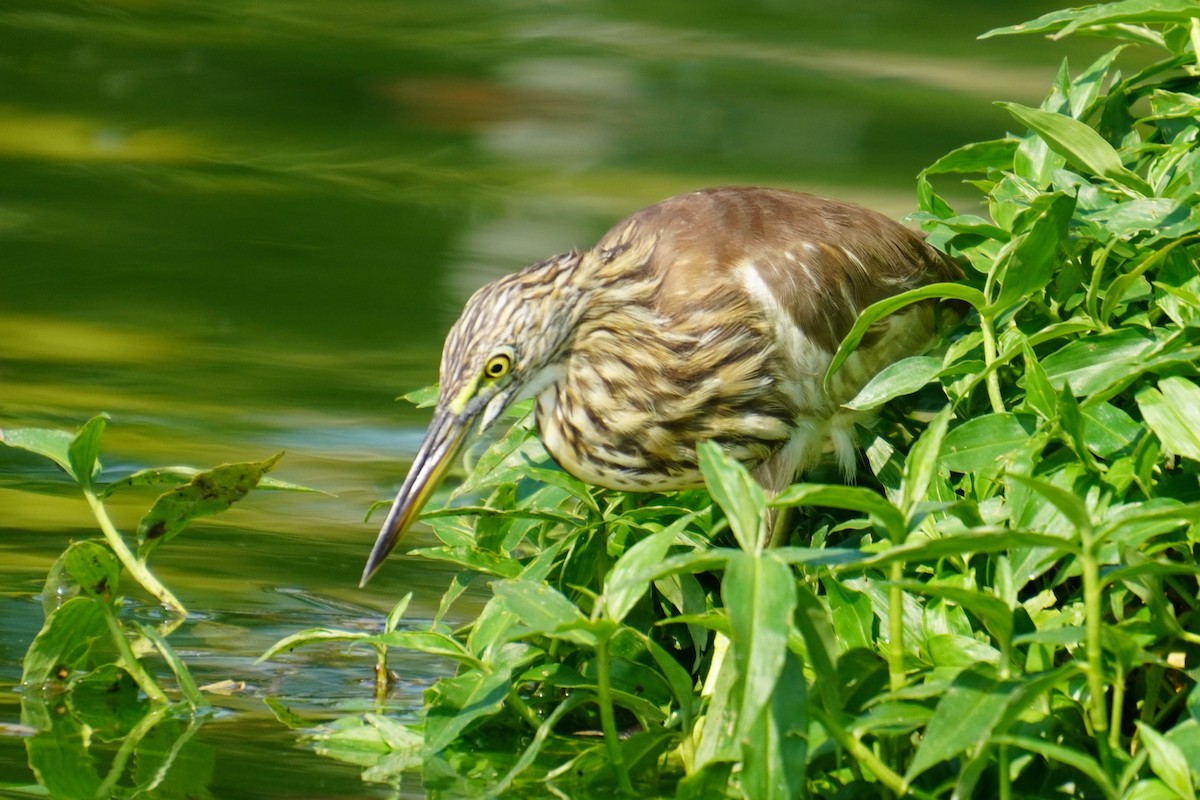 Indian Pond-Heron - ML615170198