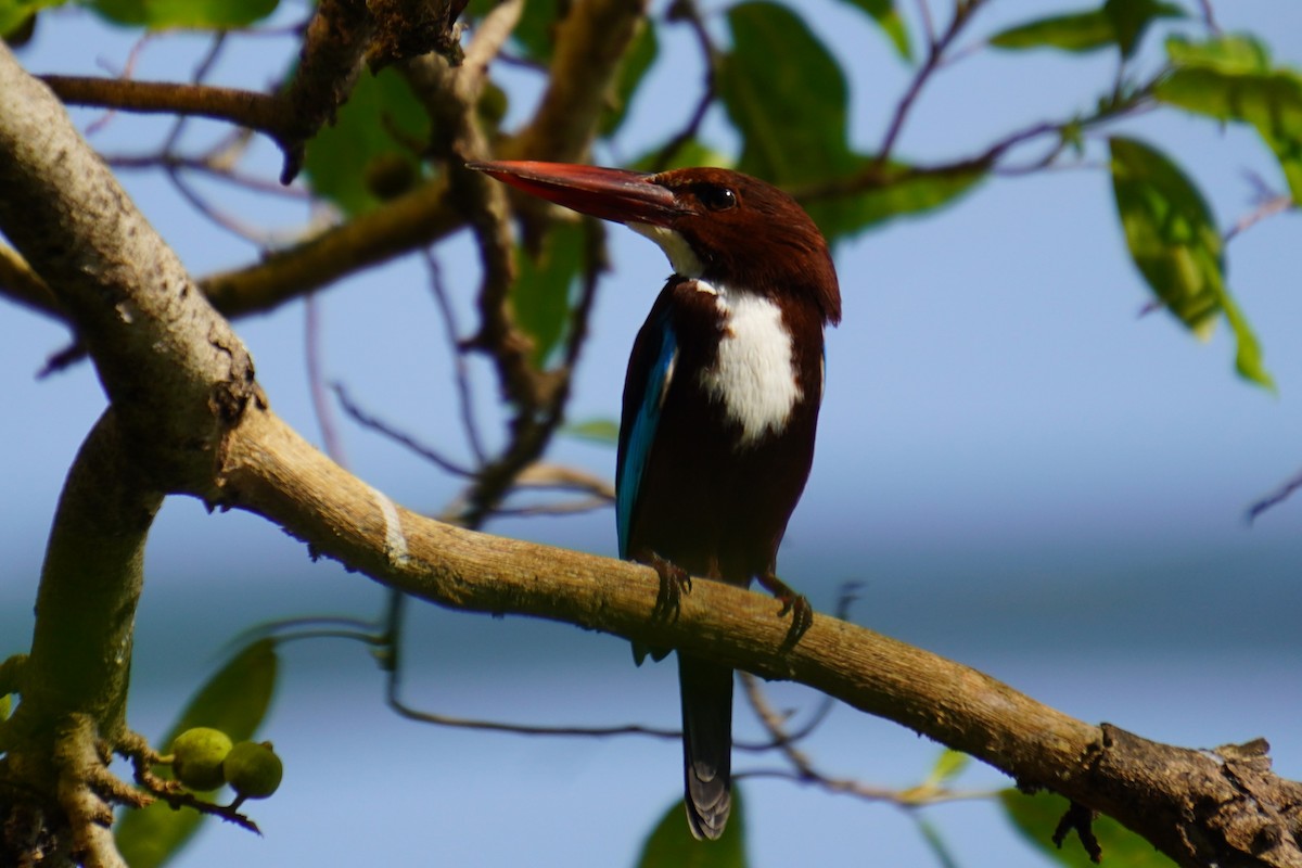 White-throated Kingfisher - ML615170204