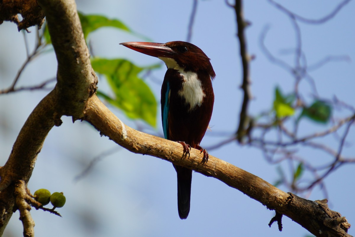 White-throated Kingfisher - ML615170205